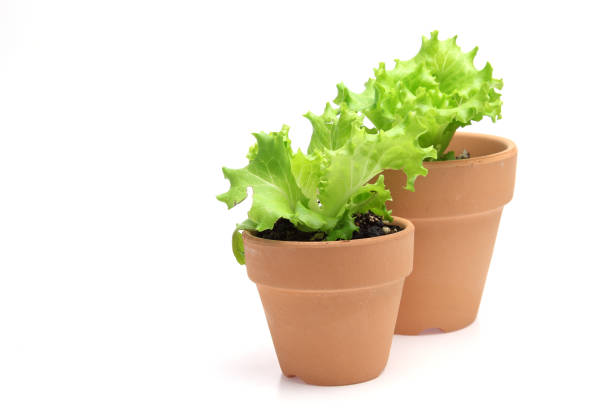 Growing healthy lettuce leaves in planter.  Horizontal view.