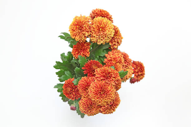istock bouquet of chrysanthemum in a white background 1076244394