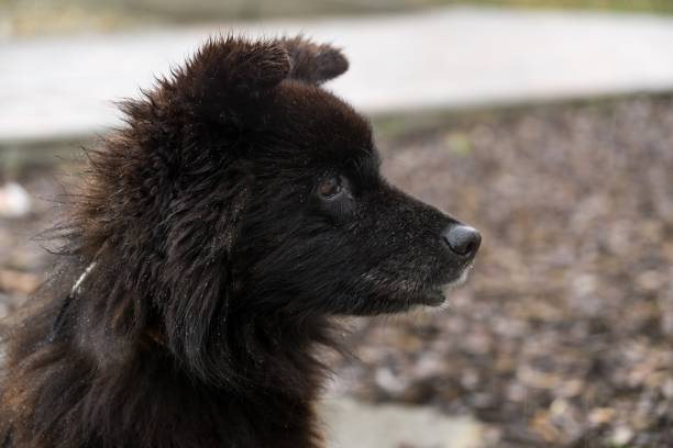 Black fluffy dog on the street during rain. Slovakia