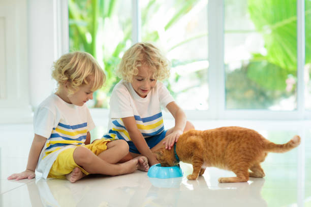istock Child feeding home cat. Kids and pets. 1076248778