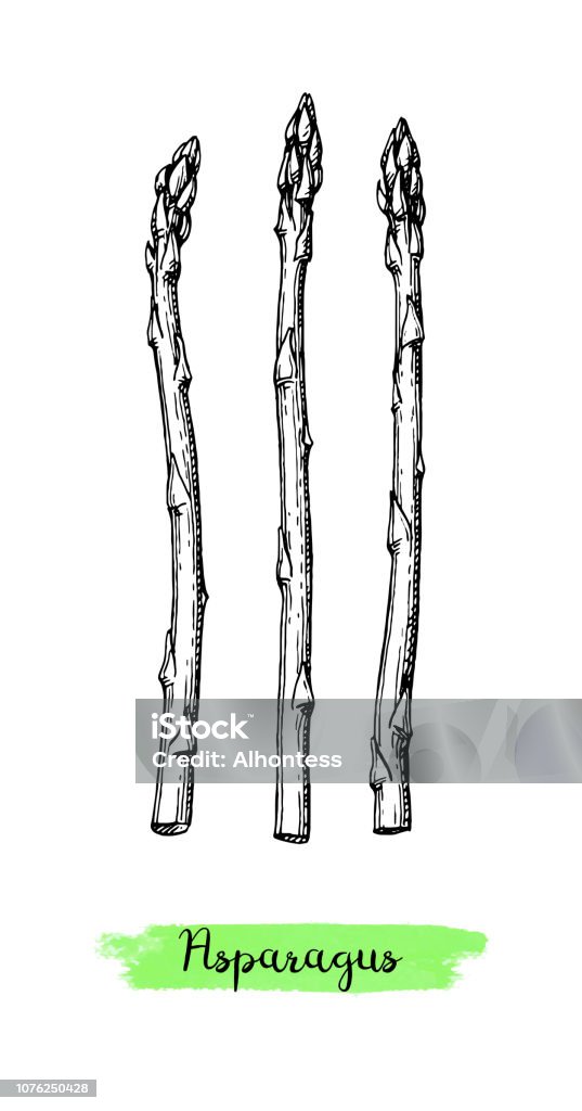 Ilustración de Dibujo Tinta De Espárragos y más Vectores Libres de Derechos de Espárrago - Espárrago, Grabado al aguafuerte, Agricultura - iStock Ilustración de Dibujo Tinta De Espárragos y más Vectores Libres de Derechos de Espárrago - Espárrago, Grabado al aguafuerte, Agricultura - iStock