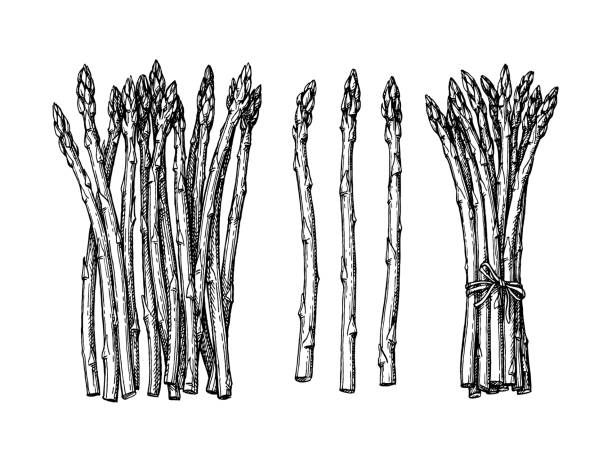 아스파라거스의 잉크 밑그림입니다. - asparagus vegetable isolated freshness stock illustrations