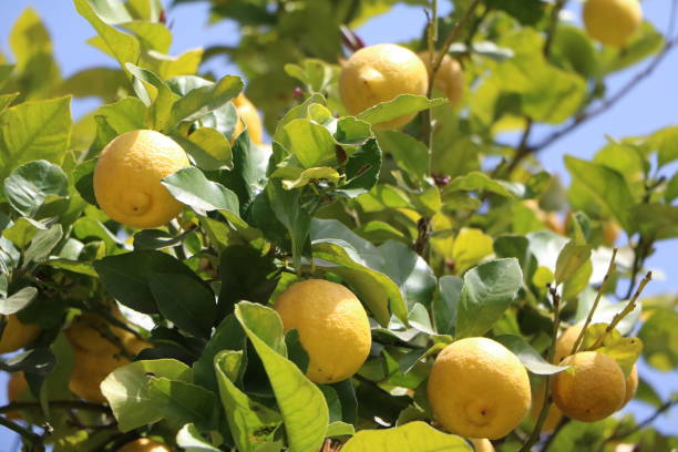 istock Ripe fruits at Lemon tree in Syracuse, Sicily Italy 1076250764