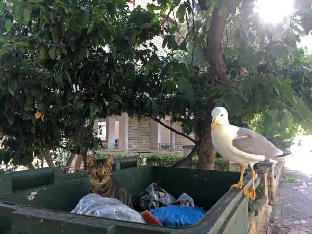 Photo of Cat with seagull