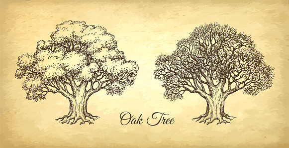 Ink sketch of two oaks. Winter and summer tree. Hand drawn vector illustration on old paper background. Retro style.