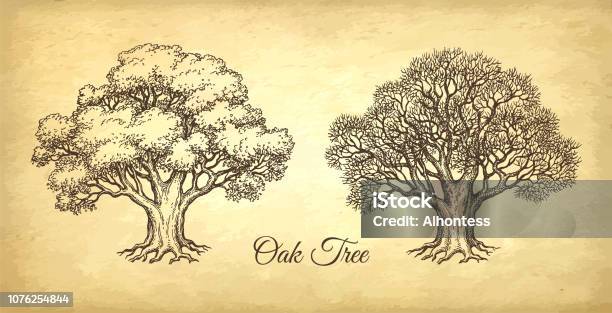Ink Sketch Of Oak Tree Stock Illustration - Download Image Now - Tree, Oak Tree, Drawing - Art Product