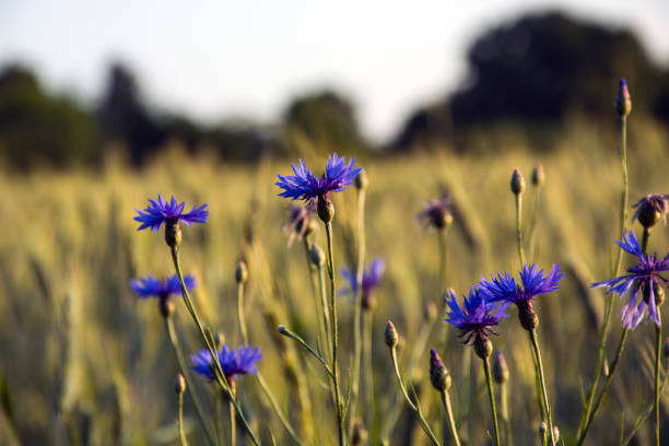 Blue cornflowers growing in the cereals - background