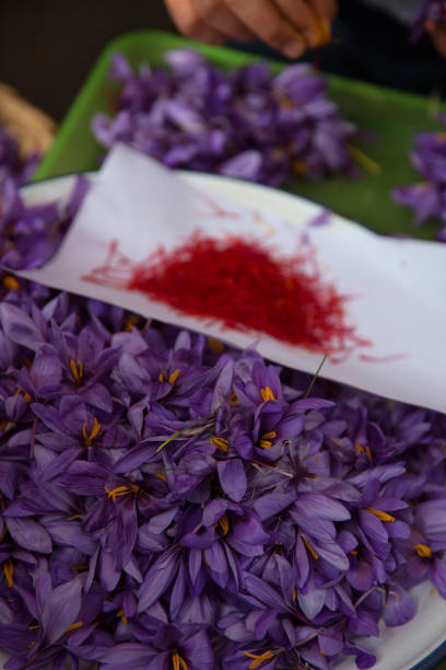 istock Saffron in Safranbolu 1076259670