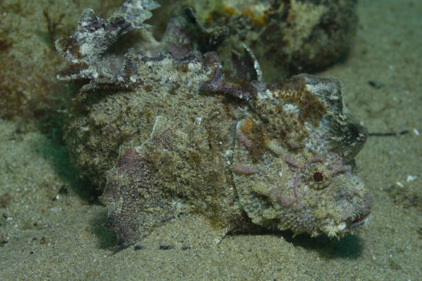 istock Southern Velvetfish, Victoria, Australia 1076262520