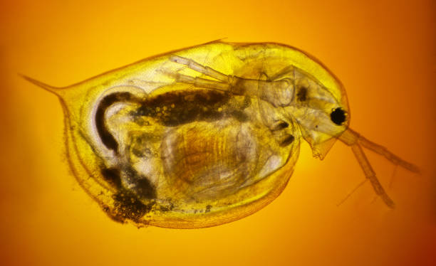 daphnia (water flea) under microscope - daphnia water flea high scale magnification micro organism imagens e fotografias de stock