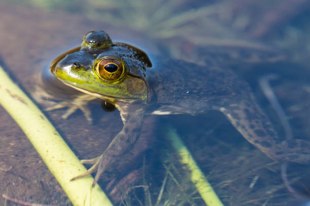 Wild Frog in Acadia stock photo