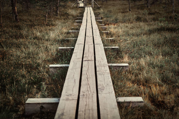 istock Wooden footpath on a beautiful autumn meadow in forest. 1076268332