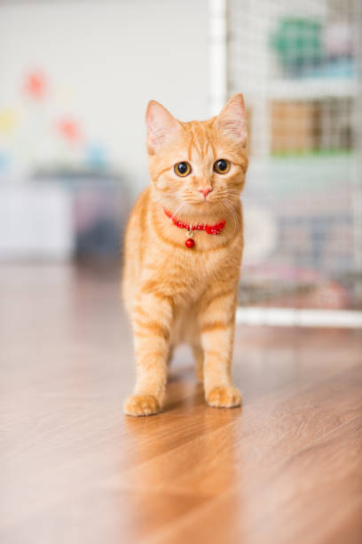 couleur rouge kitty dans un collier rouge avec une suspension se promène dans la chambre - col photos et images de collection