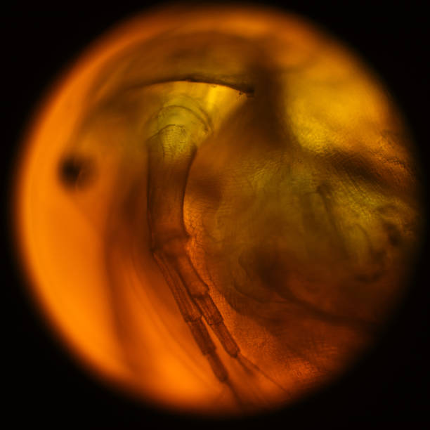 daphnia (water flea) under microscope - daphnia water flea high scale magnification micro organism imagens e fotografias de stock