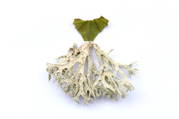 Ballet style miniature princess dress made of lichen leaves. White background. Pixie or fairy theme. Woodland items from the forest floor.