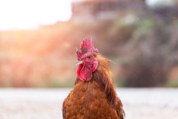 istock Famous Denizli Rooster Cock 1076281218