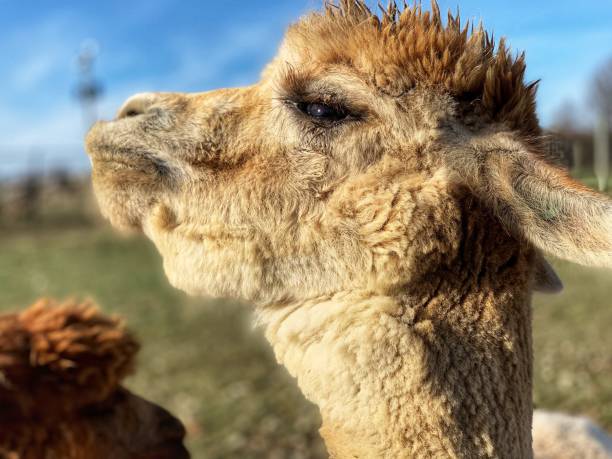 istock Wildlife Feeding at the Reserve 1076282894
