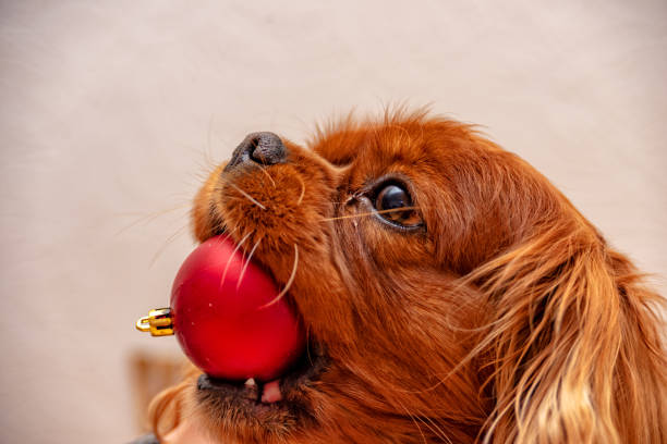 istock Cavalier King Charles Spaniel Dog Christmas 1076282912