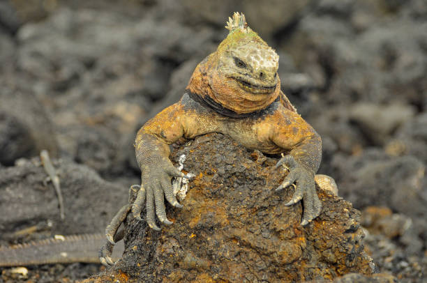 istock A marine iguana on a rock 1076283480