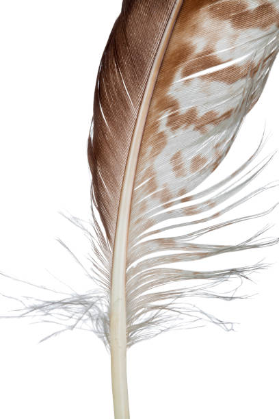 istock Bird feather, isolated on white - close-up 1076285244