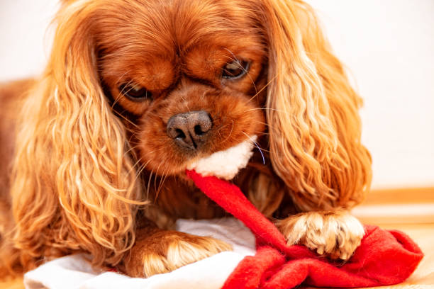 istock Cavalier King Charles Spaniel Dog Christmas 1076285570