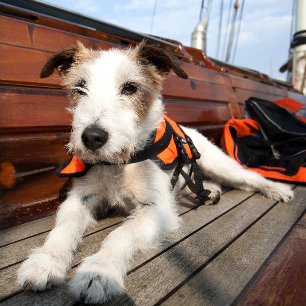 istock Jack Russell Terrier with orange life jacket 1076285682