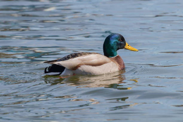 istock Wild duck Mallard Anas platyrhynchos. Male Duck. 1076286712