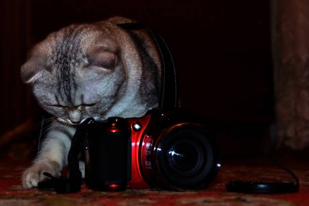istock British tabby shorthair cat sets up the camera for shooting 1076295010
