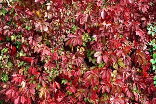 istock Red autumn leaves background 1076296680