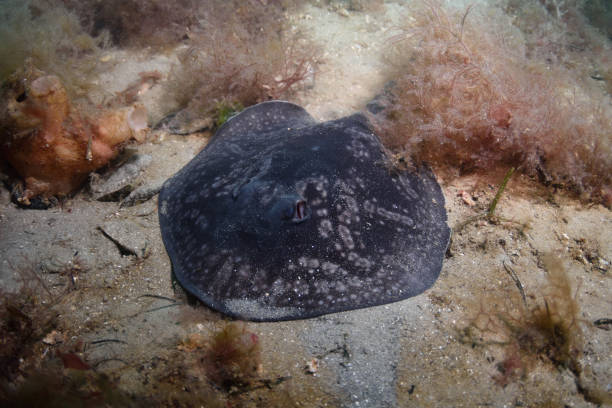 istock Spotted Stingaree, Victoria, Australia 1076306292