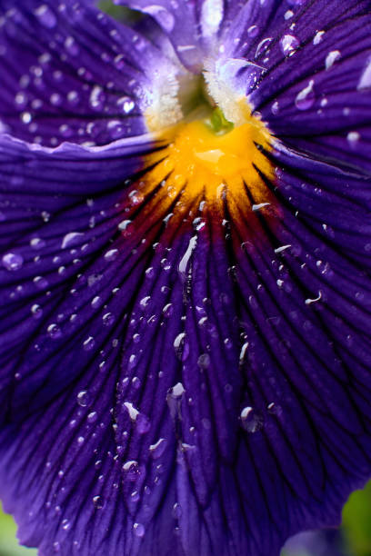 istock pansy flower with drops closeup 1076315566