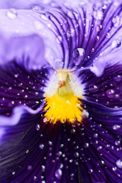 istock pansy flower with drops closeup 1076316090
