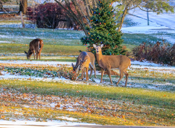 istock Doe with two young calf in front at decorated pine tree 1076319960