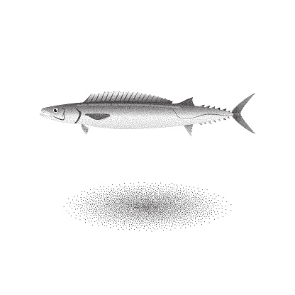 Barracouta fish with stipple effect in black and white