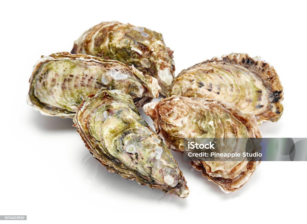 fresh oyster isolated fresh oyster isolated on white background Oyster Stock Photo