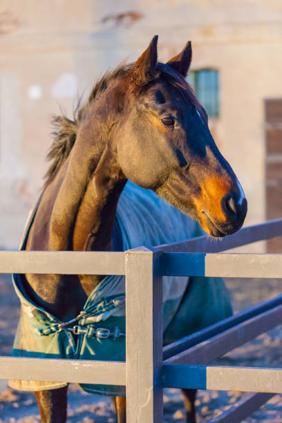 istock thoroughbred horse portrait at sunset 1076324208
