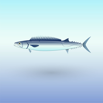 Barracouta fish illustration