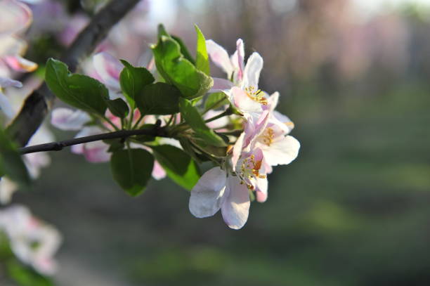 istock Chinese flowering crab-apple blooming 1076327002