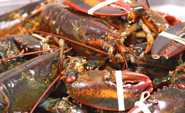 istock canadian rock lobster 1076330628