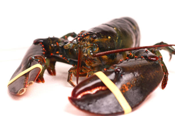 istock Canadian rock lobster 1076331072