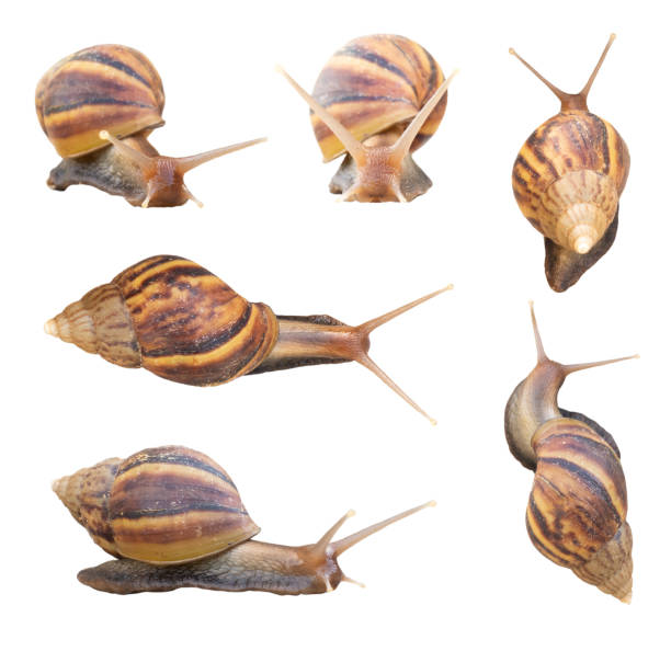 istock Giant african snails isolated on white background 1076334448