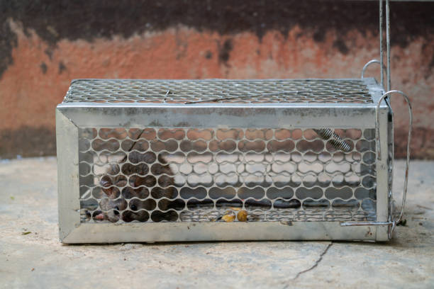istock fearful mice trapped in a  rat cage 1076334484