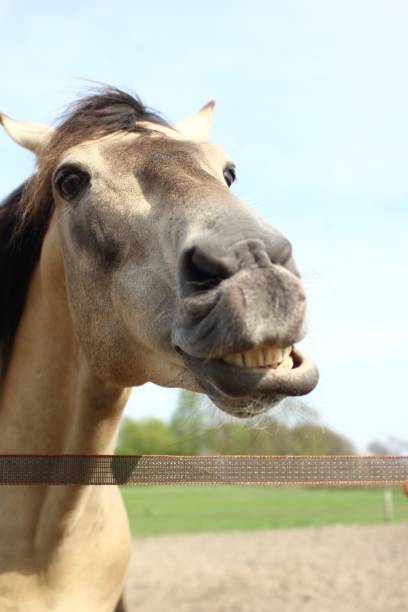istock Beautiful horse outside 1076334698