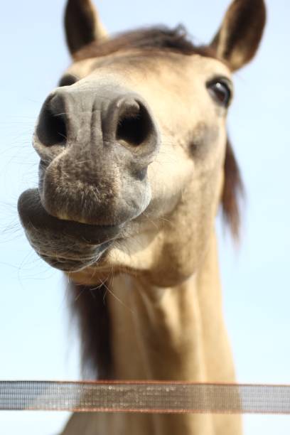 istock Beautiful horse outside 1076334706