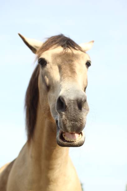 istock Beautiful horse outside 1076334714