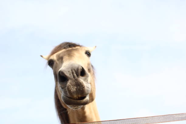 istock Beautiful horse outside 1076334730