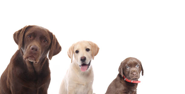 istock Portrait of a beautiful dog 1076335236
