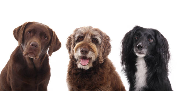 istock Portrait of a beautiful dog 1076335246