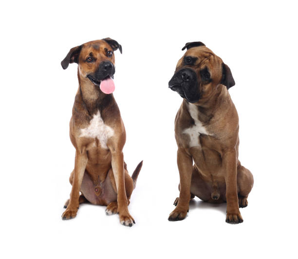 istock Portrait of a beautiful dog 1076335256