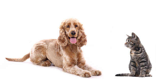 istock Portrait of a beautiful dog 1076335258